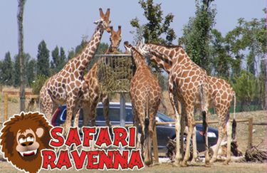 Safari Ravenna - Giraffe