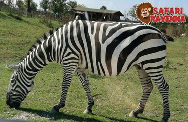 Safari Ravenna - zebra