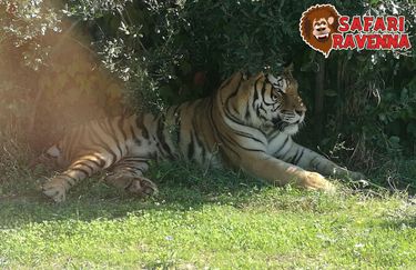 Safari Ravenna - Tigre