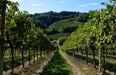 Cantina Glicine - Vigna Cantina Glicine - Vigna