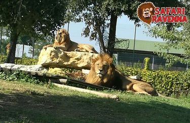 Safari Ravenna - leoni